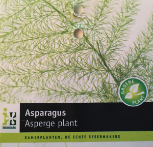 Handleiding Intratuin Asparagus Plant