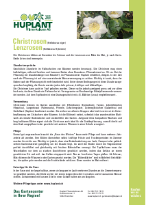Bedienungsanleitung Huplant Christrosen Pflanze