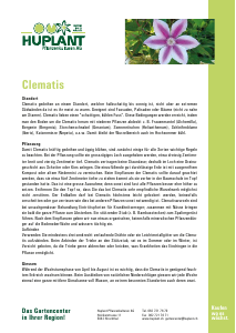 Bedienungsanleitung Huplant Clematis Pflanze