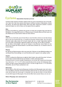 Bedienungsanleitung Huplant Cyclame (Cyclamen persicum) Pflanze