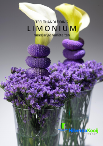 Handleiding HilverdaKooij Limonium Plant